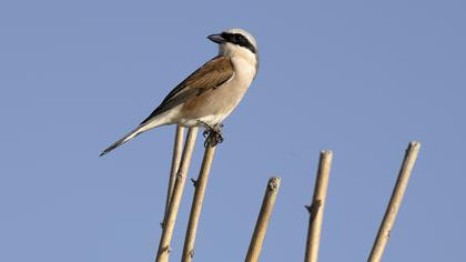 Kızılsırtlı örümcekkuşu