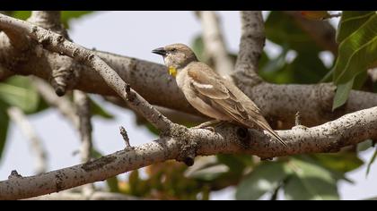 Sarıboğazlı serçe