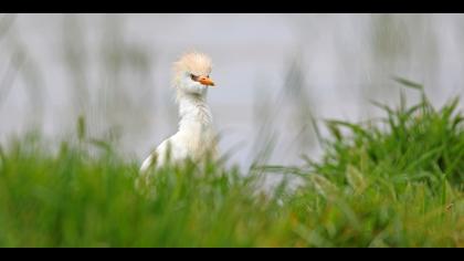 Sığır balıkçılı