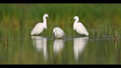 Küçük ak balıkçıl