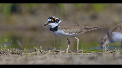 Halkalı küçük cılıbıt