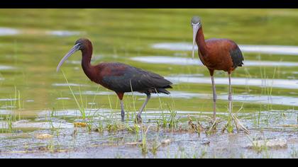 Çeltikçi » Glossy Ibis » Plegadis falcinellus