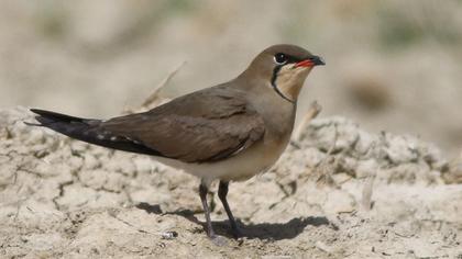 Bataklıkkırlangıcı