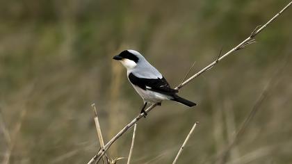 Karaalınlı örümcekkuşu