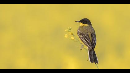 Sarı kuyruksallayan