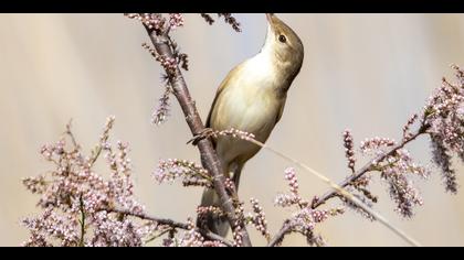Bataklık kamışçını