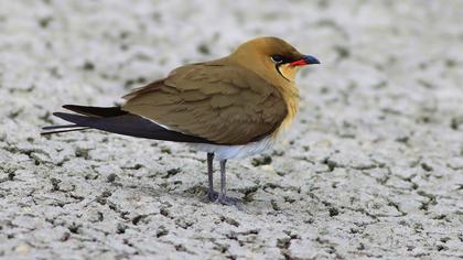 Bataklıkkırlangıcı