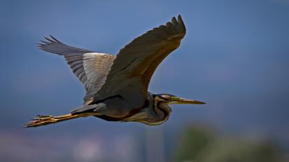 Erguvani balıkçıl