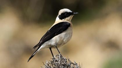 Karakulaklı kuyrukkakan