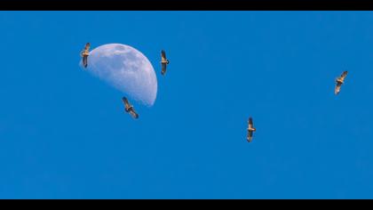 Küçük orman kartalı