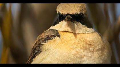 Karakulaklı kuyrukkakan » Black-eared Wheatear » Oenanthe melanoleuca