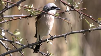Kızılsırtlı örümcekkuşu