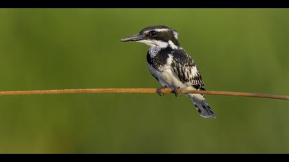 Alaca yalıçapkını