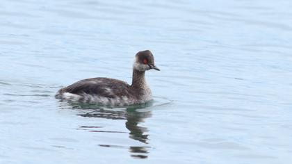 Karaboyunlu batağan
