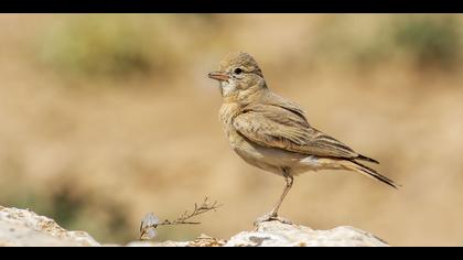 Küçük çöl toygarı