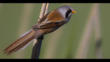 Bıyıklı baştankara