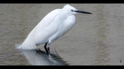 Küçük ak balıkçıl