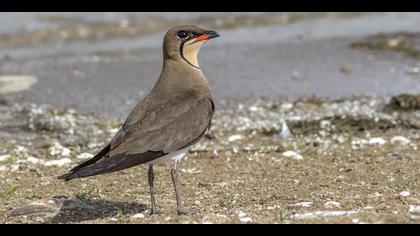 Bataklıkkırlangıcı