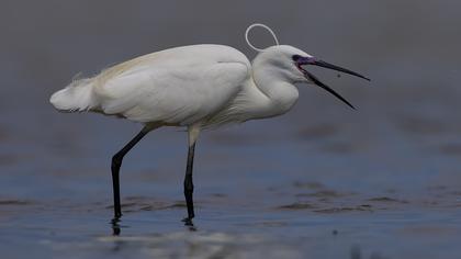 Küçük ak balıkçıl