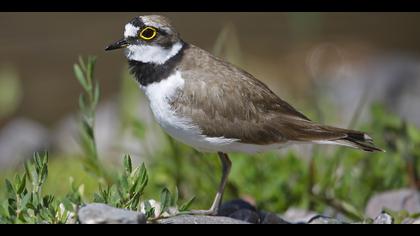 Halkalı küçük cılıbıt