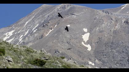 Kırmızıgagalı dağ kargası