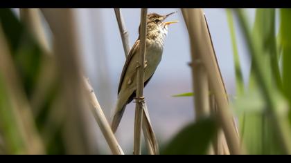 Büyük kamışçın