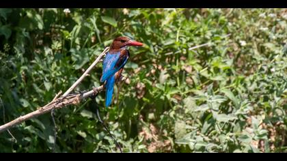 İzmir yalıçapkını