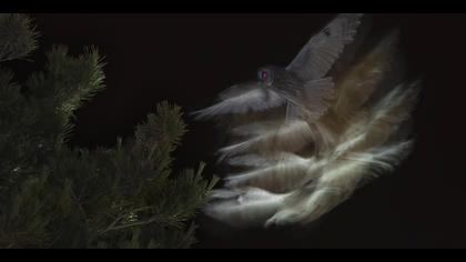 Kulaklı orman baykuşu