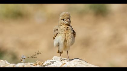 Küçük çöl toygarı