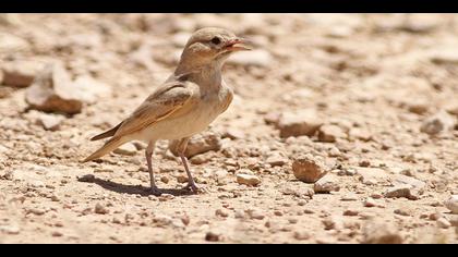 Küçük çöl toygarı