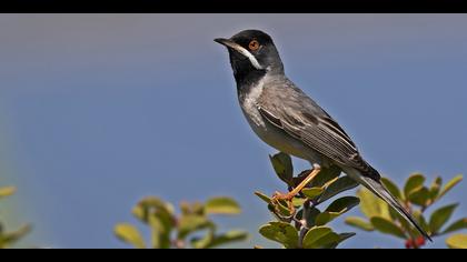 Karaboğazlı ötleğen