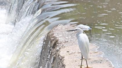 Küçük ak balıkçıl