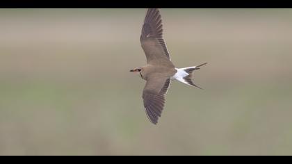Bataklıkkırlangıcı