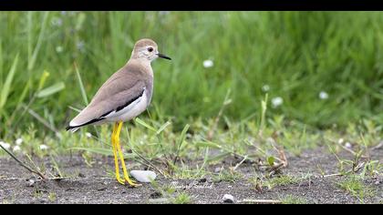 Akkuyruklu kızkuşu