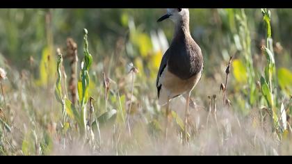 Akkuyruklu kızkuşu