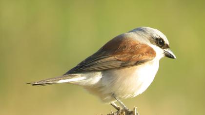 Kızılsırtlı örümcekkuşu