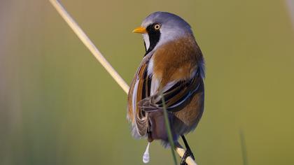 Bıyıklı baştankara