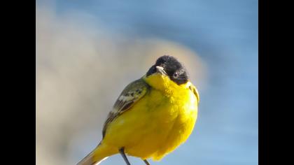 Sarı kuyruksallayan