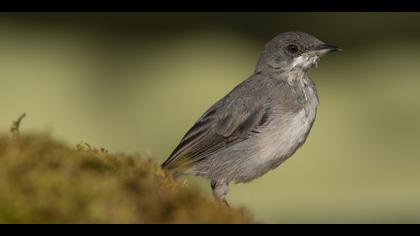 Karaboğazlı ötleğen