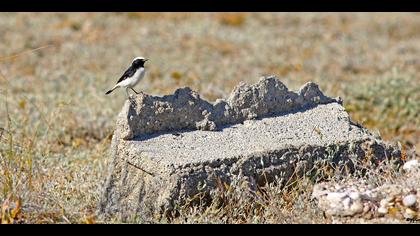 Aksırtlı kuyrukkakan