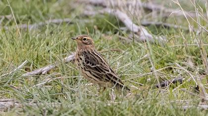 Kızılgerdanlı incirkuşu