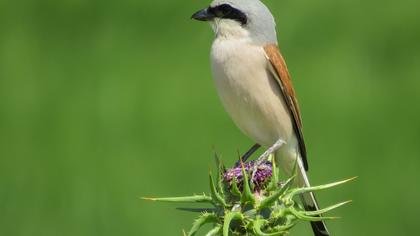 Kızılsırtlı örümcekkuşu