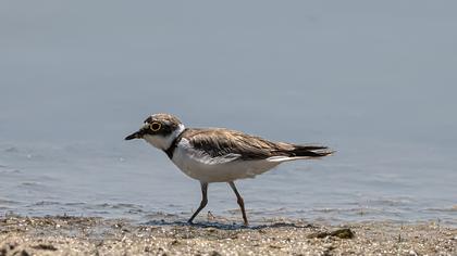 Halkalı küçük cılıbıt