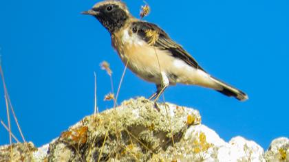 Karakulaklı kuyrukkakan