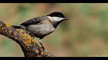 Akyanaklı baştankara