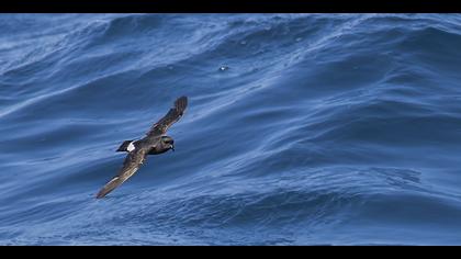 Fırtınakırlangıcı