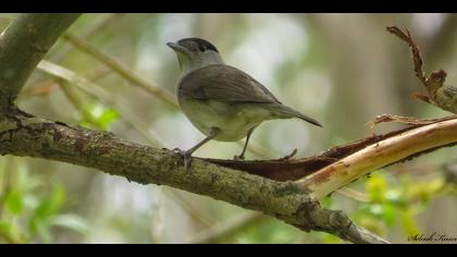 Karabaşlı ötleğen