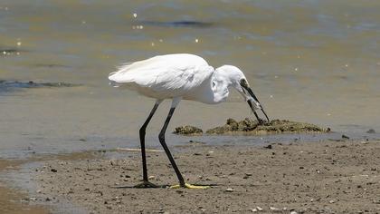 Küçük ak balıkçıl