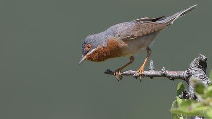 Bıyıklı ötleğen