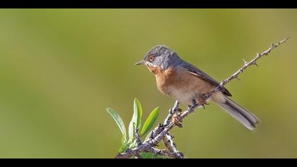 Bıyıklı ötleğen